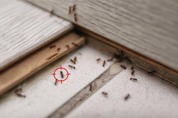 Best Insect Control  in Schenectady, NY