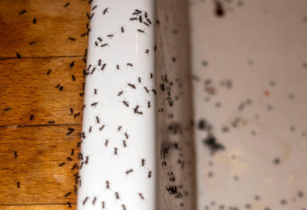 Best Affordable Pest Control Services  in Schenectady, NY